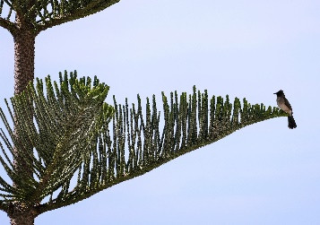 Une image contenant plein air, arbre, ciel, oiseau

Description générée automatiquement