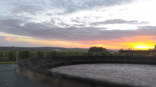 Les vendanges...