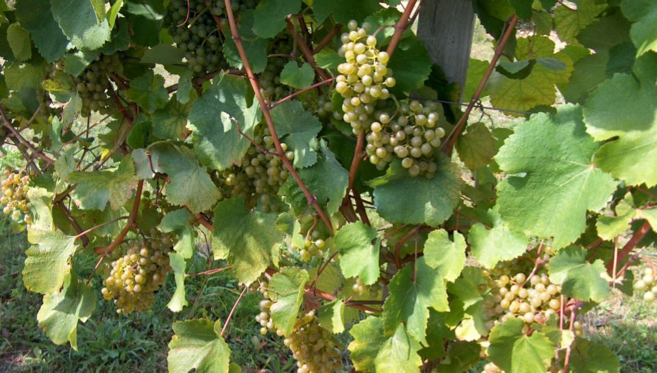 Conférence œnologie : la tradition du vin