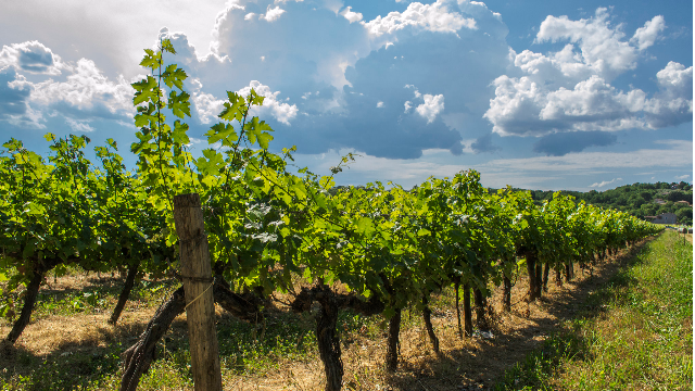 Solidarité avec les Sussus vignerons et autres professionnels du vin (actualisé)
